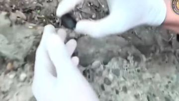 پاۆلوداردا سينتەتيكالىق ەسٸرتكٸ تاراتقان كٷدٸكتٸ ۇستالدى
