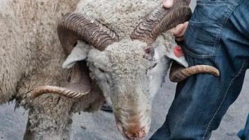 Qurban ait qarsańynda mal baǵasy sharyqtady: kei óńirlerde ósim 40 paiyzdan asty