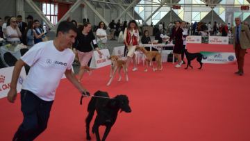 Қазақ тазысы Болоньядағы World Dog Show 2026 көрмесінде салтанатты түрде ұсынылды