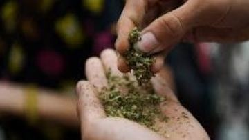 اقتاۋدا 20 كەلٸگە جۋىق ماريحۋانا تەركٸلەندٸ