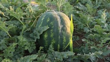 Шымкентте қарбызбен бүркемеленген есірткі бизнесі әшкереленді