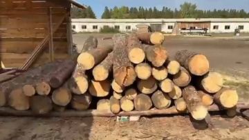 Abai oblysynda órtten zardap shekken aǵashtardy óńdeitin kásiporyn salynady