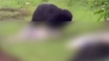 Үндістанда аю ер адам мен қарындасын өлтіріп, денесін бөлшектеген (ВИДЕО)