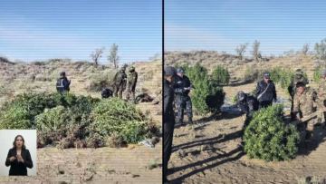 جامبىلدا 438 كەلٸ ەسٸرتكٸ تەركٸلەنگەن جاسىرىن پلانتاتسييا انىقتالدى