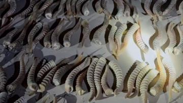 Қара нарықтағы құны – 180 млн теңге: Қорғаста 620 киік мүйізі тәркіленді