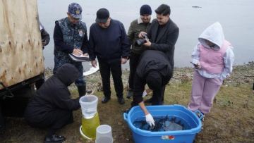 Ертіс өзеніне 22 мың сібір бекіресінің шабағы жіберілді