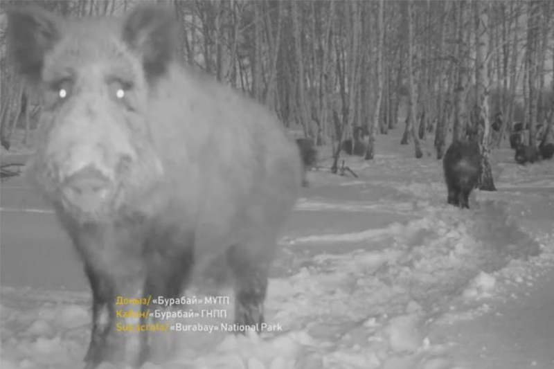 Бурабай ұлттық паркінде бір топ жабайы қабан фототұзаққа түсіп қалды