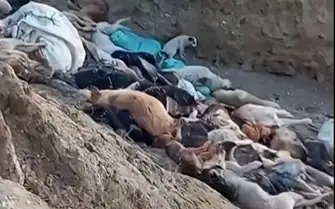 ماڭعىستاۋدا قوقىستا جاتقان 50-گە جۋىق يتتٸڭ ٶلەكسەسٸنە تۇرعىندار شاعىمداندى
