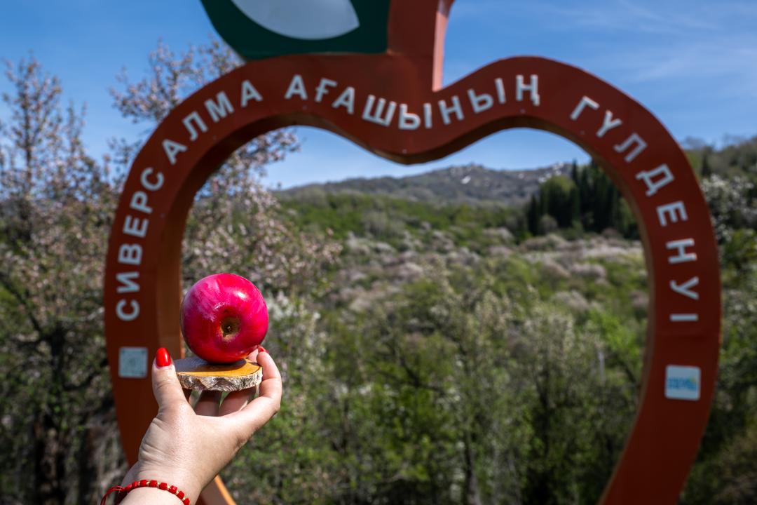 Іле Алатауында жаңа туристік маршрут пайда болады: Сиверс алма бағы