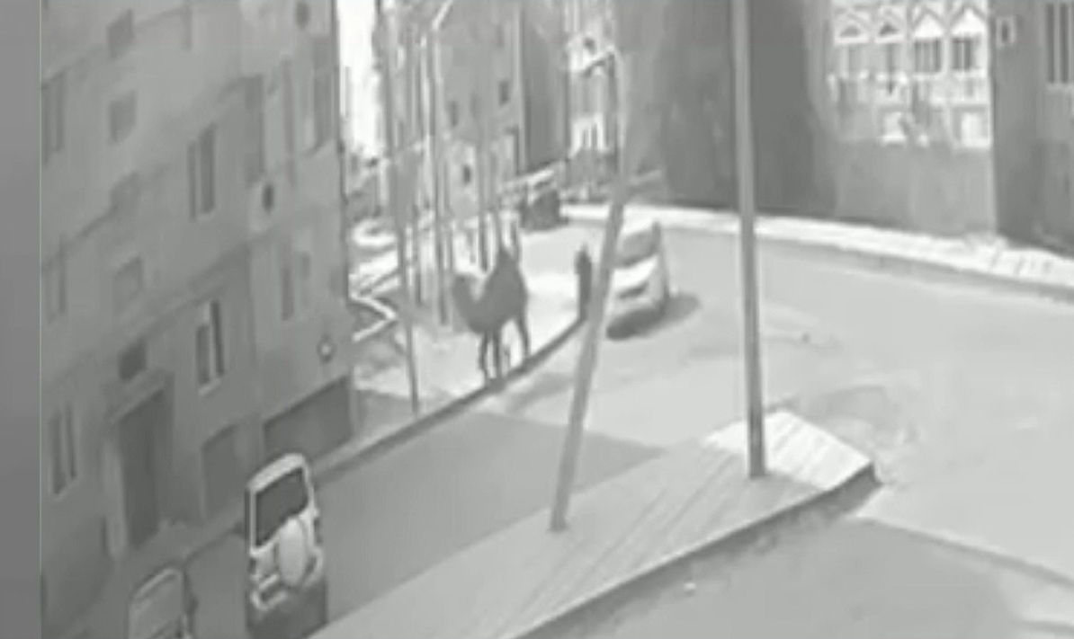 Атырау облысында түйе көшеде жүрген жасөспірімді таптап өтті