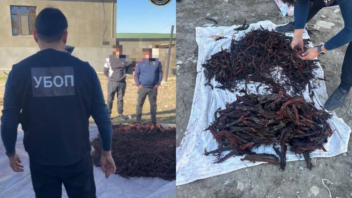 Túrkistan oblysynda Qyzyl kitapqa engen ósimdikterdi zańsyz jinaǵandar ustaldy