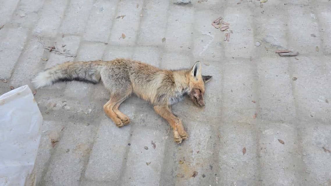 ماڭعىستاۋ وبلىسىندا تٷلكٸ مەكتەپ وقۋشىلارىنا شابۋىل جاسادى