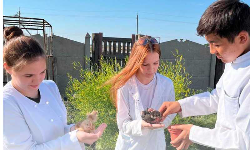 Павлодарлық студенттер сирек кездесетін құс тұқымдарын өсіруде