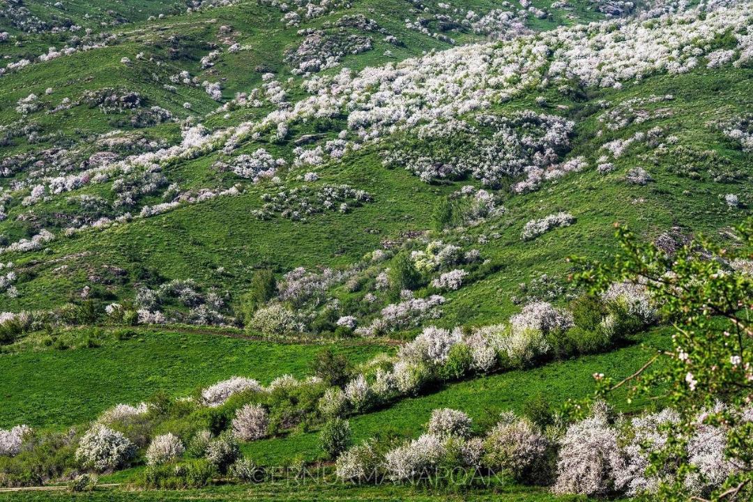 4 мың гектар: Жоңғар Алатауы ұлттық паркіндегі Сиверс алма ағаштарының гүлдеуі
