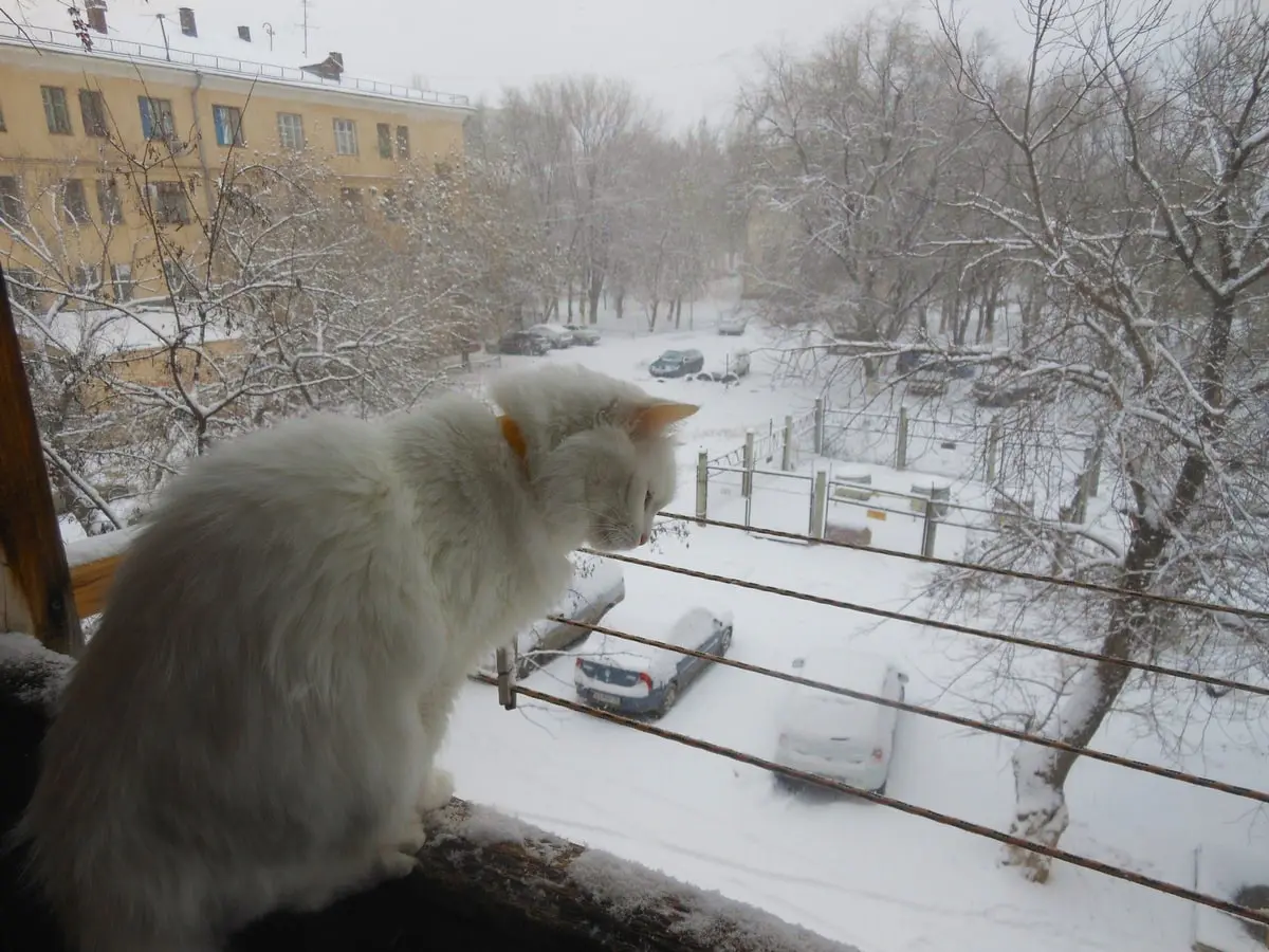 بٷگٸن بٸرقاتار ٶڭٸردە كٶكتايعاق, بوران مەن تۇمان بولادى