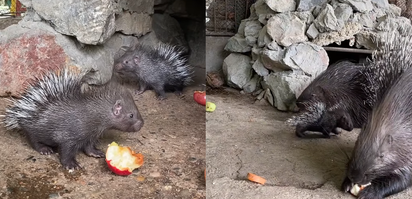 Shymkent zoobaǵynda eki kishkentai jaira dúniege keldi