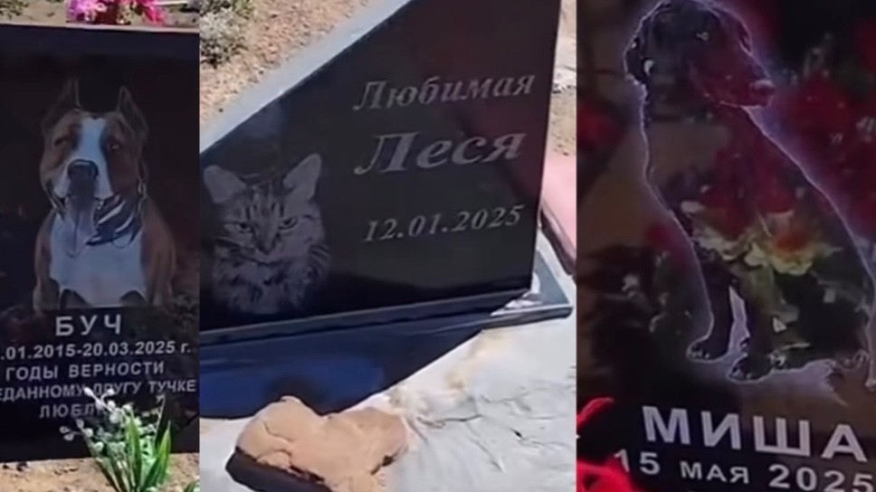 Балқашта ит пен мысықтардың зираты елдің зәресін алды