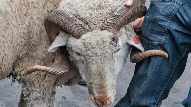 Qurban ait qarsańynda mal baǵasy sharyqtady: kei óńirlerde ósim 40 paiyzdan asty