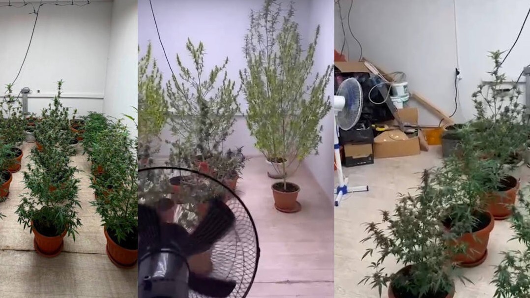 Алматыда көпқабатты үй жертөлесінен жасырын есірткі плантациясы табылды
