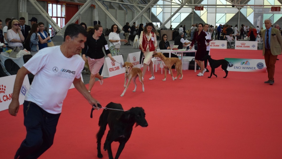 Қазақ тазысы Болоньядағы World Dog Show 2026 көрмесінде салтанатты түрде ұсынылды