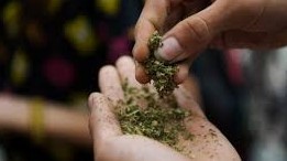 اقتاۋدا 20 كەلٸگە جۋىق ماريحۋانا تەركٸلەندٸ