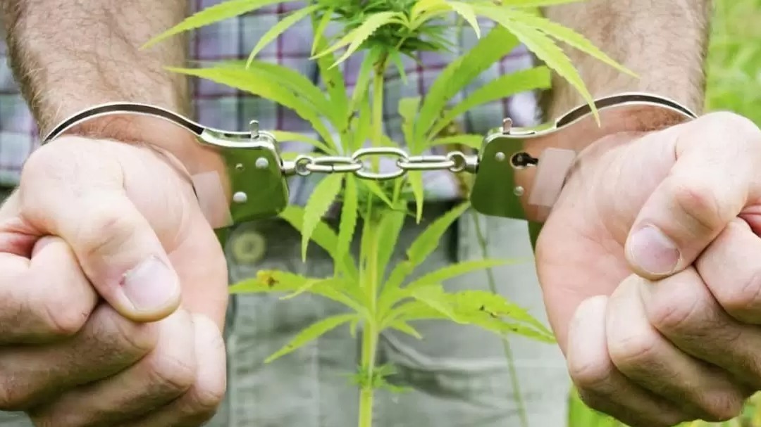 Ақтөбеде зейнеткердің саяжайынан 67 түп көкнәр табылды