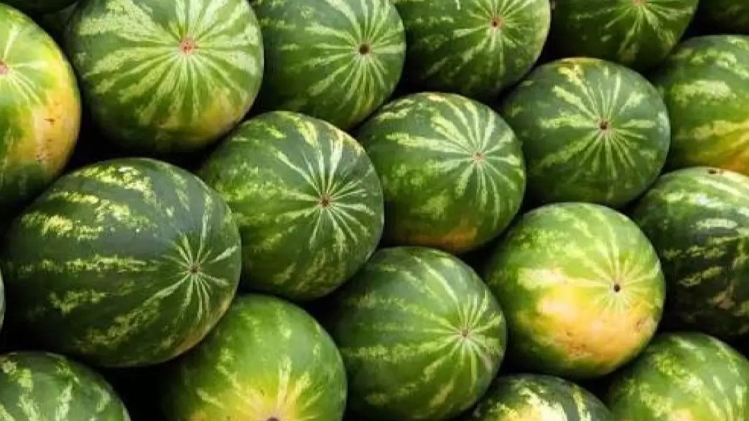 Қарбызды әзірге жемеген жөн – Ауыл шаруашылығы министрлігі