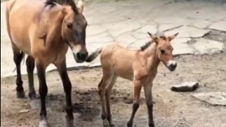 Алматы хайуанаттар бағында Қызыл кітапқа енген керқұлан құлындады