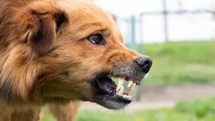 Ақмола облысында ер адам әйелін қауып алған итті ұрып өлтірген