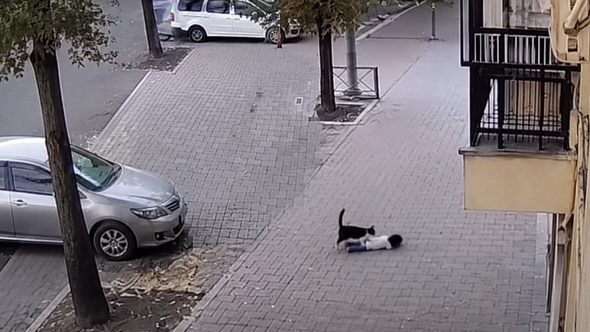 Терезеден құлаған баланы мысық аман алып қалды (ВИДЕО)