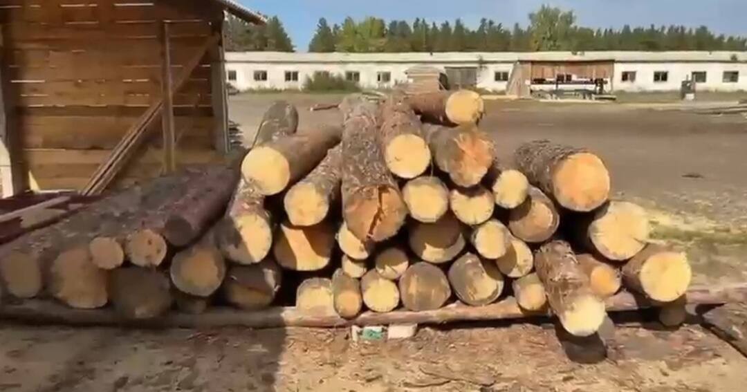 Абай облысында өрттен зардап шеккен ағаштарды өңдейтін кәсіпорын салынады