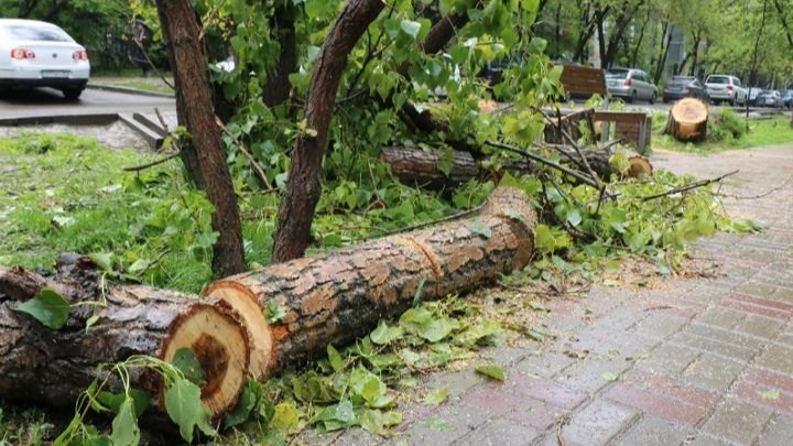 Қарағандыда 5 жастағы балаға ағаш бұтағы құлап, қаза тапты