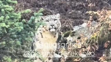 Алматы тауларында туристер қар барысына тап болды