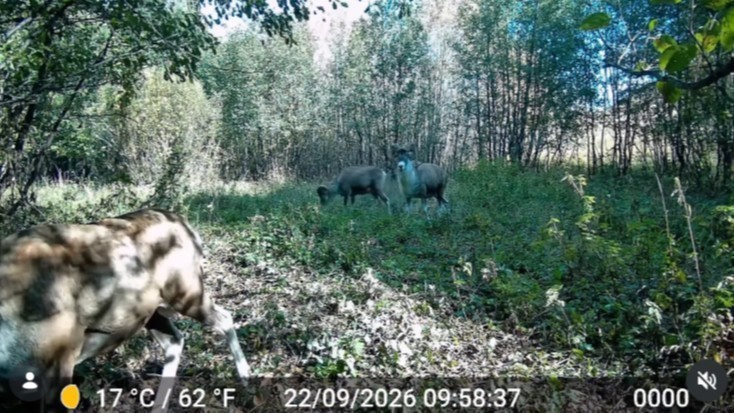 Бұйратауда кербез арқарлар фототұзаққа түсіп қалды